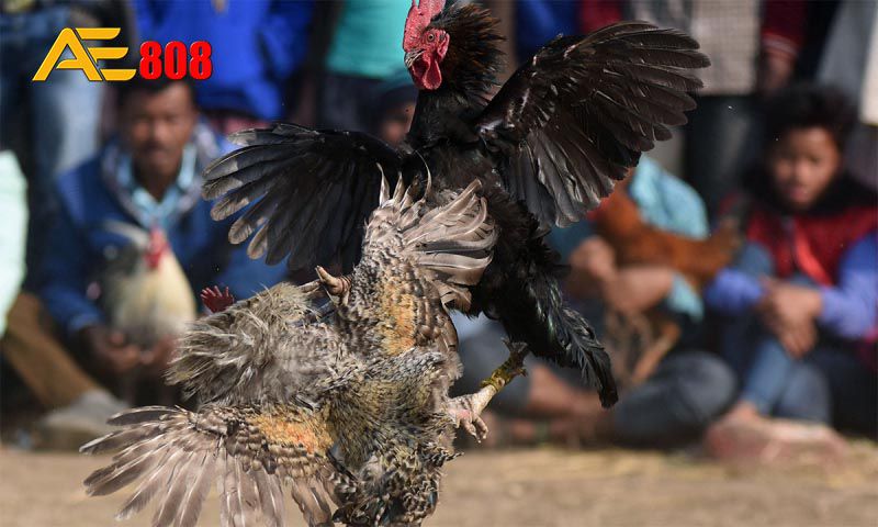 Sự kiện này và mối liên hệ của nó với cuộc đua Xs88 Collision Race - Xs88